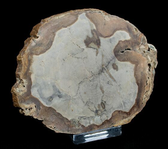 / Inch Unpolished Petrified Wood Slab - Oregon #3181